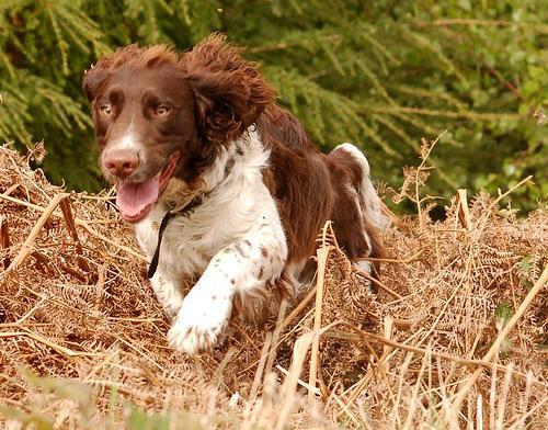 https://images.dog.ceo/breeds/spaniel-welsh/n02102177_1702.jpg