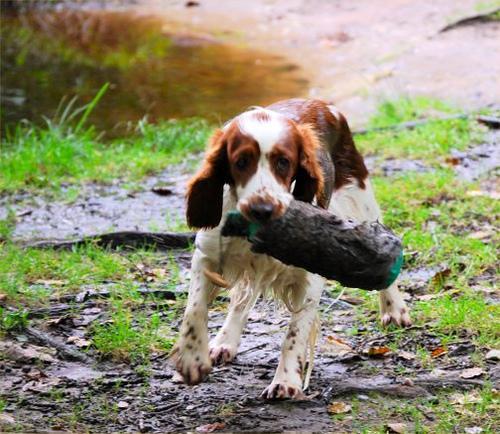 https://images.dog.ceo/breeds/spaniel-welsh/n02102177_1980.jpg