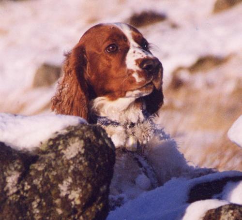 https://images.dog.ceo/breeds/spaniel-welsh/n02102177_2010.jpg