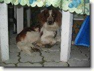 https://images.dog.ceo/breeds/spaniel-welsh/n02102177_2018.jpg