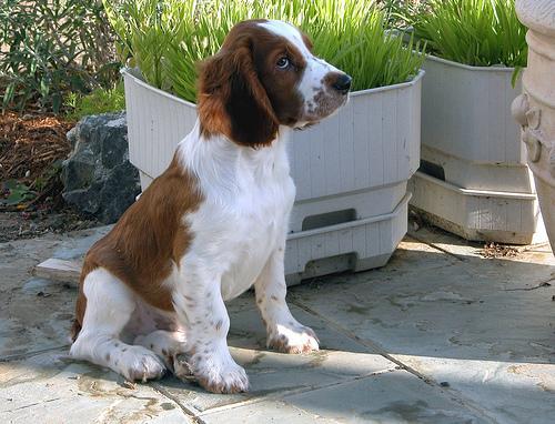 https://images.dog.ceo/breeds/spaniel-welsh/n02102177_2055.jpg