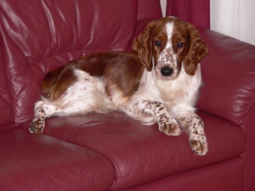 https://images.dog.ceo/breeds/spaniel-welsh/n02102177_2056.jpg