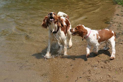 https://images.dog.ceo/breeds/spaniel-welsh/n02102177_2260.jpg