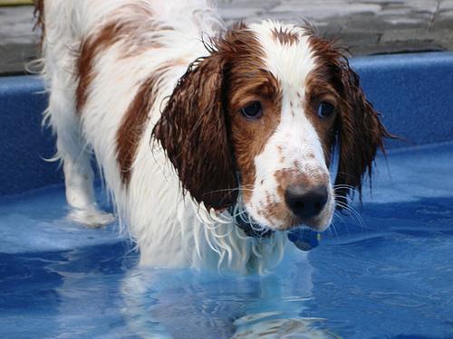 https://images.dog.ceo/breeds/spaniel-welsh/n02102177_2447.jpg