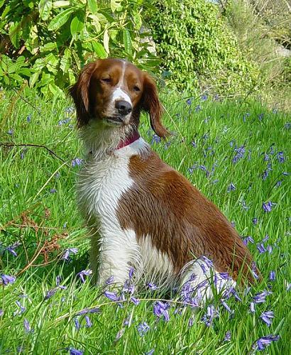 https://images.dog.ceo/breeds/spaniel-welsh/n02102177_248.jpg