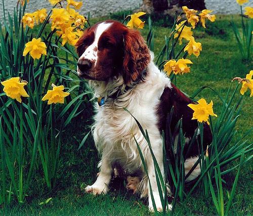 https://images.dog.ceo/breeds/spaniel-welsh/n02102177_2524.jpg