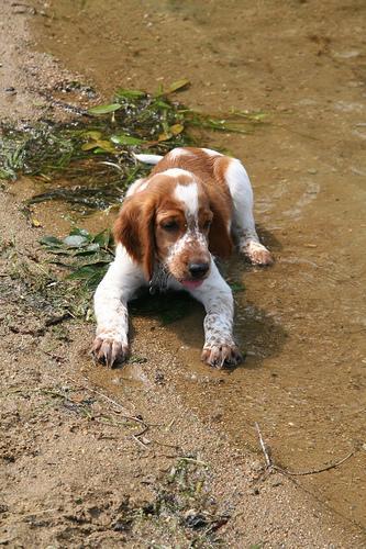 https://images.dog.ceo/breeds/spaniel-welsh/n02102177_2532.jpg