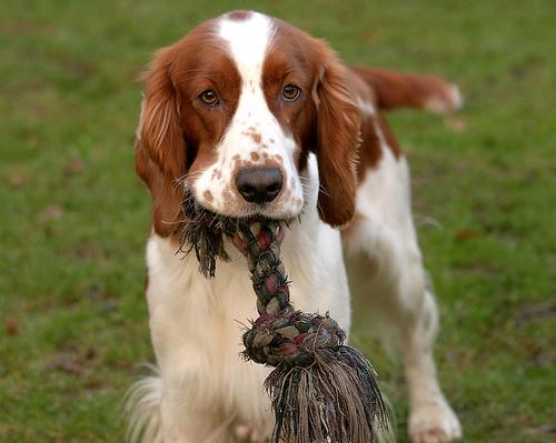 https://images.dog.ceo/breeds/spaniel-welsh/n02102177_2631.jpg