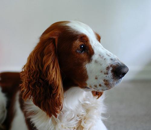 https://images.dog.ceo/breeds/spaniel-welsh/n02102177_2666.jpg