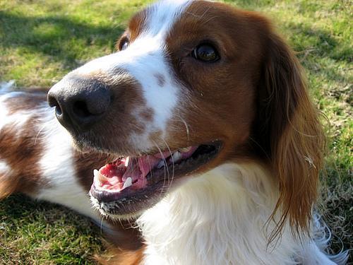 https://images.dog.ceo/breeds/spaniel-welsh/n02102177_2677.jpg