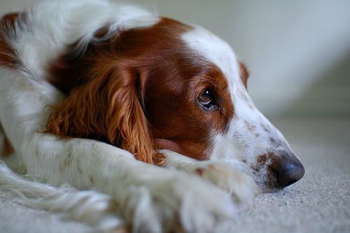 https://images.dog.ceo/breeds/spaniel-welsh/n02102177_2852.jpg