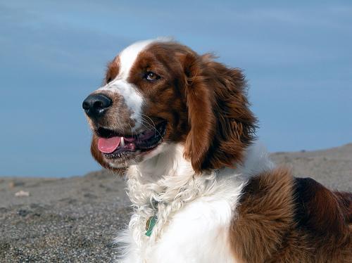 https://images.dog.ceo/breeds/spaniel-welsh/n02102177_2891.jpg