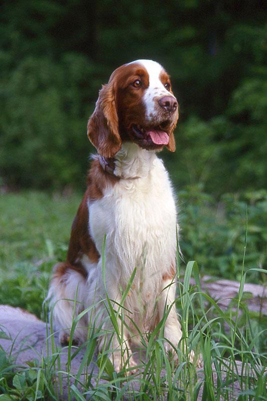 https://images.dog.ceo/breeds/spaniel-welsh/n02102177_2911.jpg