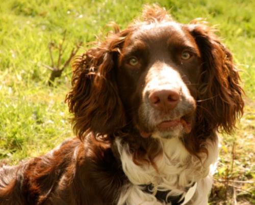 https://images.dog.ceo/breeds/spaniel-welsh/n02102177_30.jpg