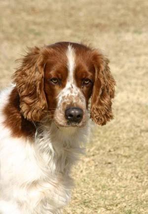 https://images.dog.ceo/breeds/spaniel-welsh/n02102177_3187.jpg