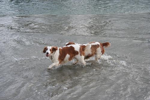 https://images.dog.ceo/breeds/spaniel-welsh/n02102177_3639.jpg