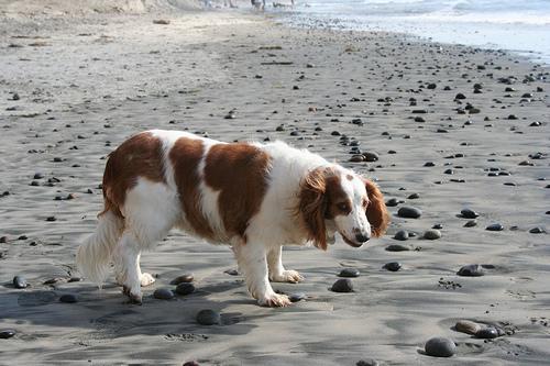 https://images.dog.ceo/breeds/spaniel-welsh/n02102177_3916.jpg