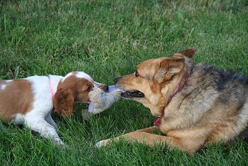 https://images.dog.ceo/breeds/spaniel-welsh/n02102177_3928.jpg