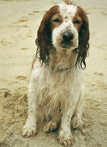 https://images.dog.ceo/breeds/spaniel-welsh/n02102177_3947.jpg