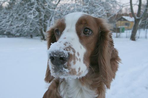 https://images.dog.ceo/breeds/spaniel-welsh/n02102177_4024.jpg