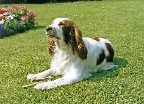 https://images.dog.ceo/breeds/spaniel-welsh/n02102177_4181.jpg