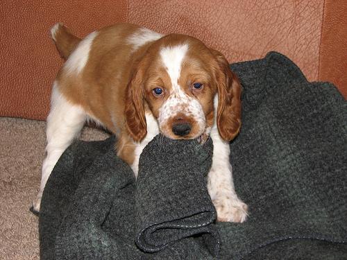 https://images.dog.ceo/breeds/spaniel-welsh/n02102177_4255.jpg