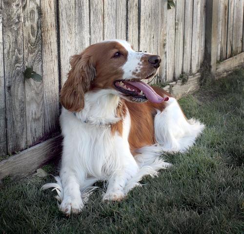 https://images.dog.ceo/breeds/spaniel-welsh/n02102177_4292.jpg