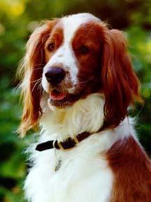 https://images.dog.ceo/breeds/spaniel-welsh/n02102177_4294.jpg