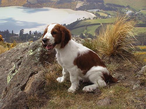 https://images.dog.ceo/breeds/spaniel-welsh/n02102177_466.jpg