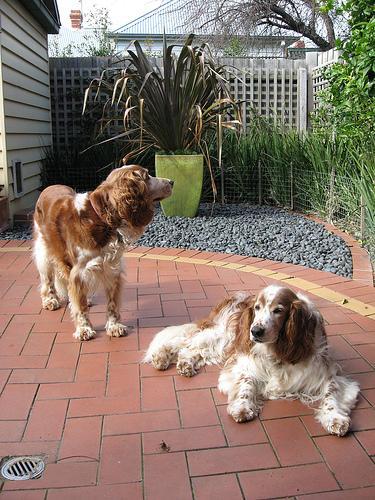 https://images.dog.ceo/breeds/spaniel-welsh/n02102177_66.jpg