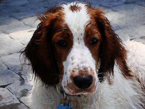 https://images.dog.ceo/breeds/spaniel-welsh/n02102177_67.jpg