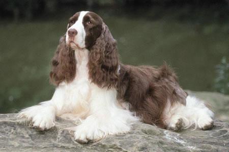 https://images.dog.ceo/breeds/spaniel-welsh/n02102177_671.jpg