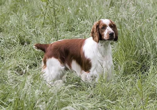 https://images.dog.ceo/breeds/spaniel-welsh/n02102177_818.jpg