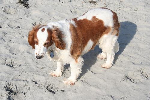 https://images.dog.ceo/breeds/spaniel-welsh/n02102177_859.jpg