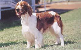 https://images.dog.ceo/breeds/spaniel-welsh/n02102177_881.jpg