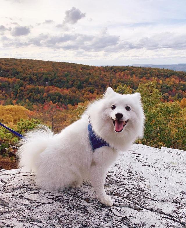 https://images.dog.ceo/breeds/spitz-japanese/tofu.jpg