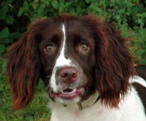 https://images.dog.ceo/breeds/springer-english/n02100735_216.jpg