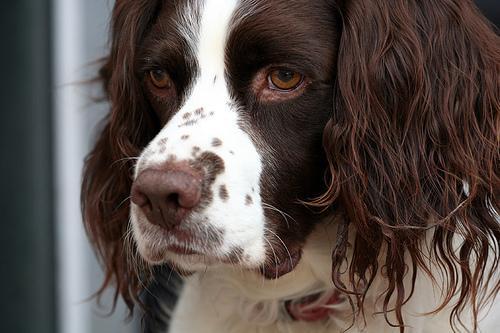 https://images.dog.ceo/breeds/springer-english/n02102040_1055.jpg