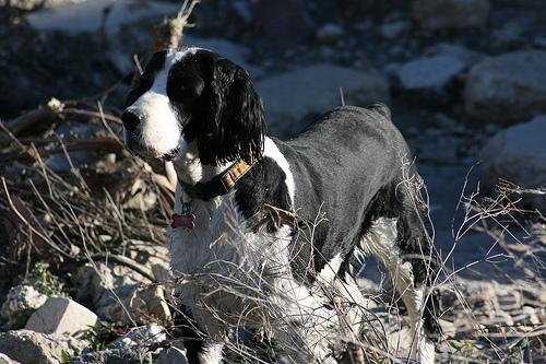 https://images.dog.ceo/breeds/springer-english/n02102040_1147.jpg