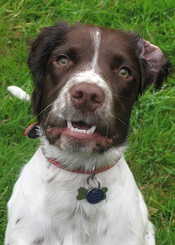 https://images.dog.ceo/breeds/springer-english/n02102040_1153.jpg