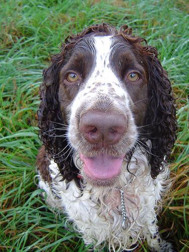 https://images.dog.ceo/breeds/springer-english/n02102040_1157.jpg