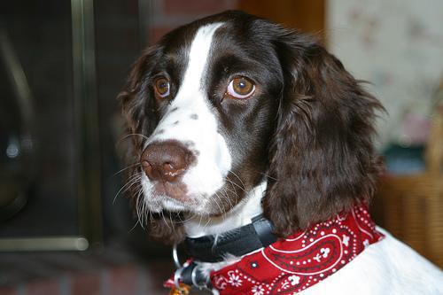 https://images.dog.ceo/breeds/springer-english/n02102040_1178.jpg