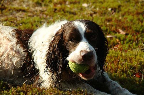 https://images.dog.ceo/breeds/springer-english/n02102040_1217.jpg