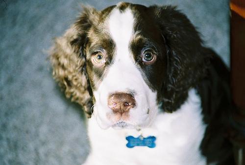 https://images.dog.ceo/breeds/springer-english/n02102040_1230.jpg