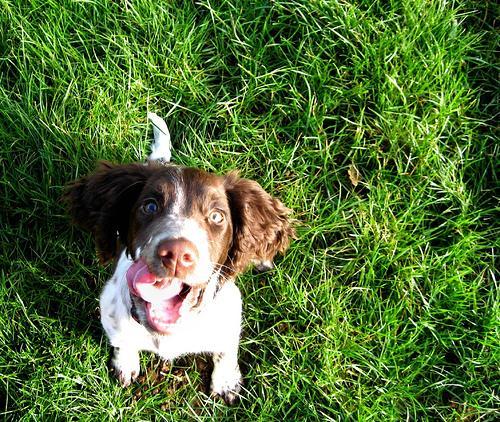 https://images.dog.ceo/breeds/springer-english/n02102040_1300.jpg