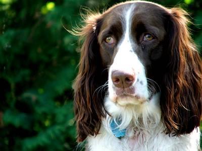 https://images.dog.ceo/breeds/springer-english/n02102040_1306.jpg