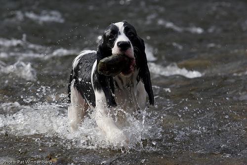 https://images.dog.ceo/breeds/springer-english/n02102040_1487.jpg