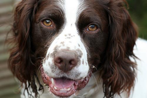 https://images.dog.ceo/breeds/springer-english/n02102040_1495.jpg