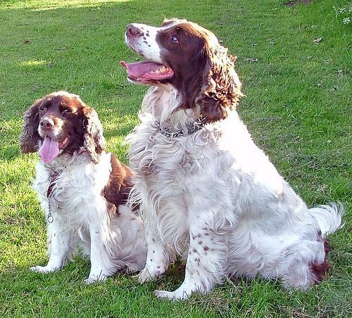 https://images.dog.ceo/breeds/springer-english/n02102040_1519.jpg