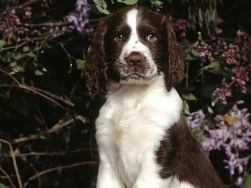 https://images.dog.ceo/breeds/springer-english/n02102040_1579.jpg